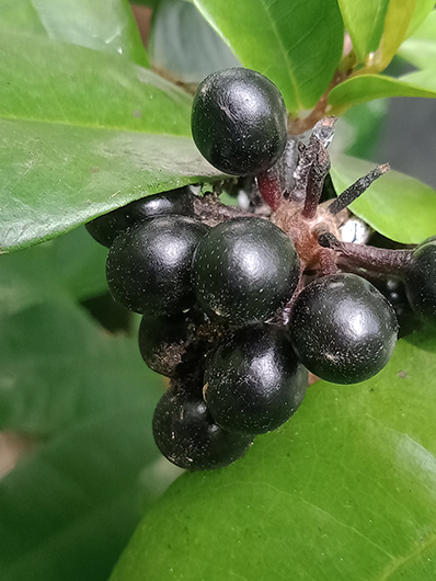 Kalati-(කළටි) Kalati (කළටි)